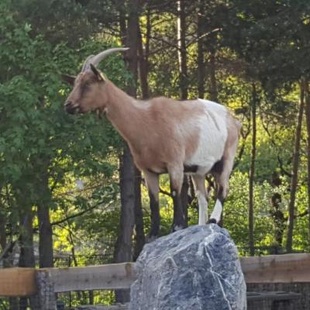 DR Photo Parc Animalier de Serre-Ponçon
