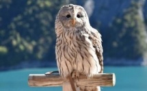 Parc Animalier de Serre-Ponçon : une immersion nature entre lac, montagne et découverte animale